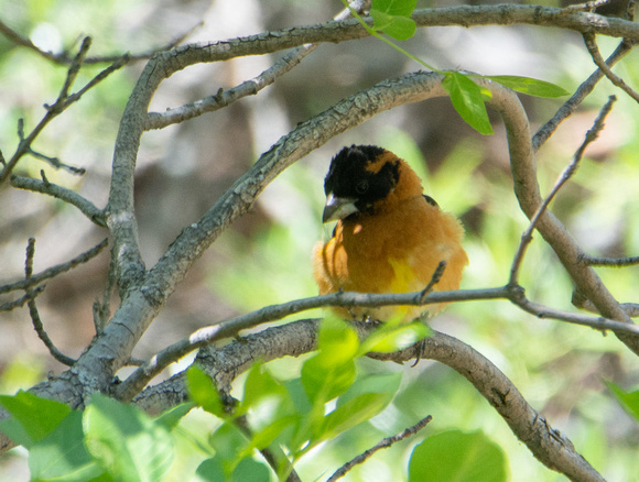 Black-headed Grosbeak - Pheucticus melanocephalus