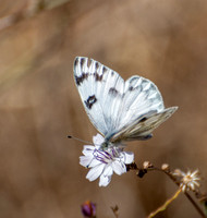 Checkered White - Pontia protodice