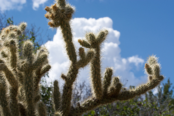 Cholla - Cylindropuntia sp