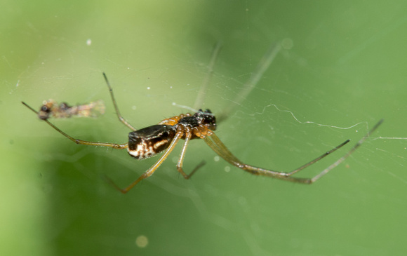 Bowl and Doily Spider - Frontinella communis