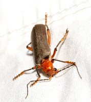 Brown Leatherwing Beetle - Pacificanthia consors