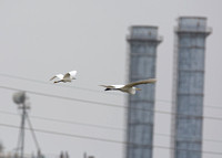 Great Egret - Ardea alba,  Snowy Egret - Egretta thula