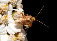 Western Tarnished Plant Bug - Lygus hesperus