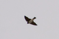 Cliff Swallow - Hirundo pyrrhonota