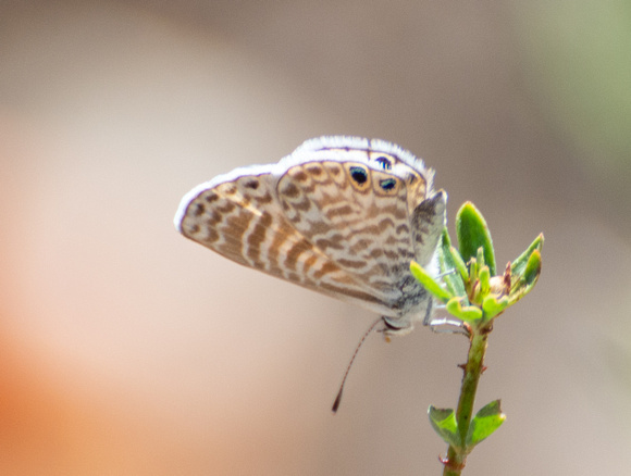 Marine blue -Leptotes marina