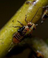 Tipu psyllid - Platycorypha nigrivirga