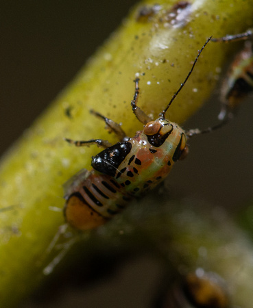 Tipu psyllid - Platycorypha nigrivirga