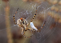 Banded argiope - Argiope trifasciata