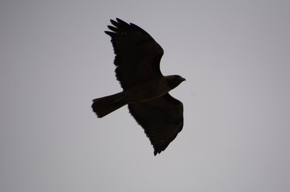Red-tailed Hawk - Buteo jamaicensis