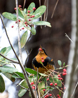 Varied Thrush - Ixoreus naevius