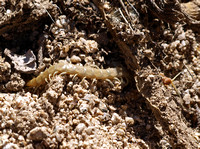 Centipede