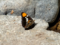 California sister - Adelpha californica