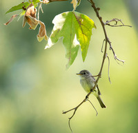 Gray Flycatcher - Empidonax wrightii