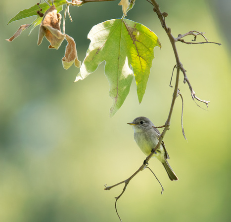 Gray Flycatcher - Empidonax wrightii