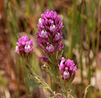 Owl's Clover - Castilleja exserta