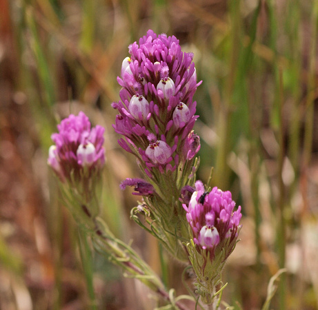 Owl's Clover - Castilleja exserta