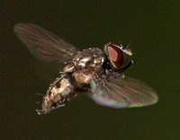 Root-maggot fly - Unidentified sp.