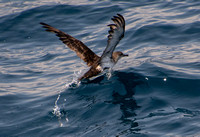 Black-vented Shearwater - Puffinus opisthomelas