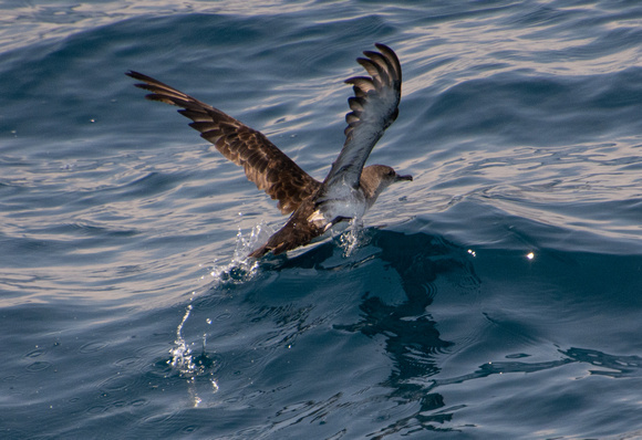 Black-vented Shearwater - Puffinus opisthomelas