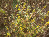 Deerweed