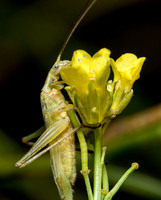 Four-spotted tree cricket - Oecanthus quadripunctatus