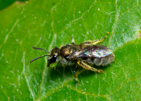 Sweat bee - Lasioglossum sp. (Subgenus Dialictus )