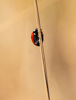 Seven-spot lady beetle - Coccinella septempunctata