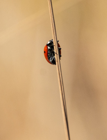 Seven-spot lady beetle - Coccinella septempunctata