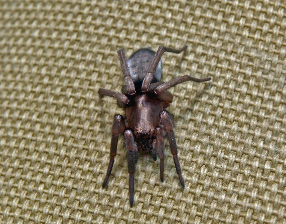 Mouse spider - Scotophaeus blackwalli