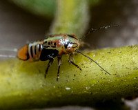 Tipu psyllid - Platycorypha nigrivirga