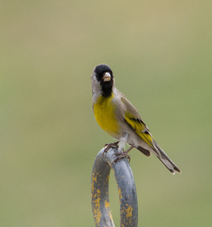 Lawrence's Goldfinch- Spinus lawrencei