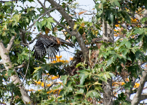 Red-shouldered Hawk - Buteo elegans