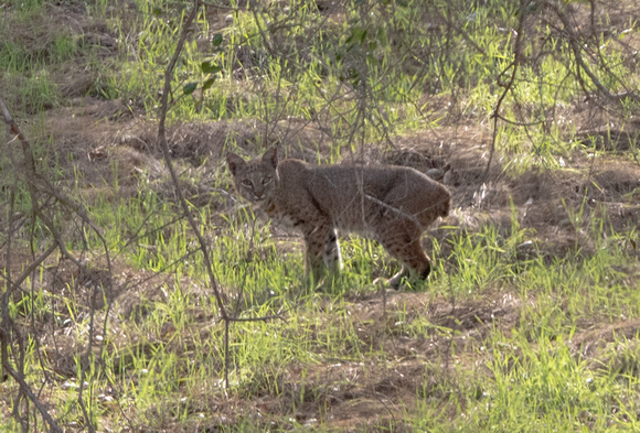 Bobcat - Lynx rufus