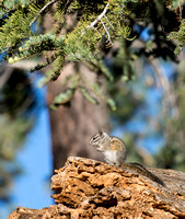 Merriam's Chipmunk - Neotamias merriami