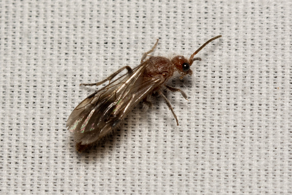 Nocturnal velvet ant - Sphaeropthalma unicolor