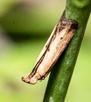 Lesser Cornstalk Borer Moth - Elasmopalpus lignosellus