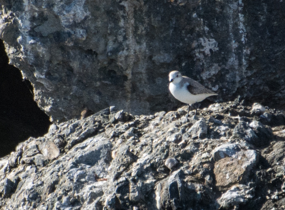 Sanderling - Calidris alba