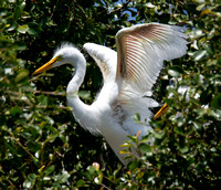 Great Egret - Ardea alba