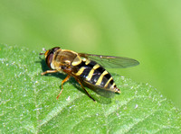 Black-margined Flower Fly - Syrphus opinator