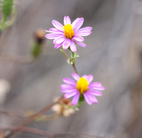 California Sandaster - Corethrogyne filiaginafolia