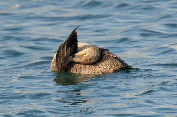 King Eider - Somateria spectabilis