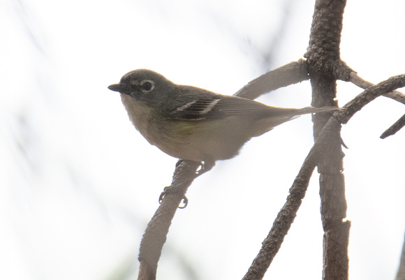 Cassin's Vireo - Vireo cassinii