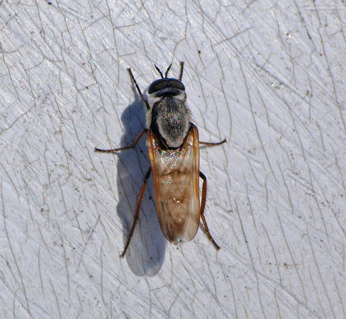 Stiletto fly -  Ozodiceromyia nigrimana