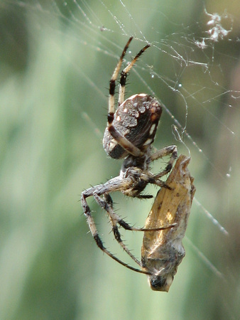 Western spotted orb weaver - Neoscona oaxacensis