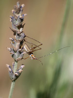 Fork-tailed bush katydid - Scudderia furcata