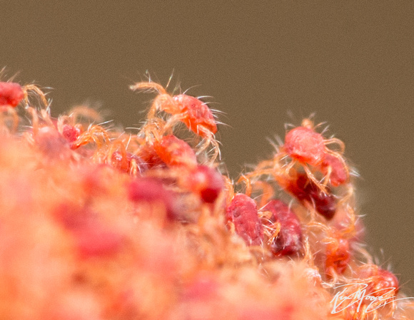 Mites - Unidentified sp.