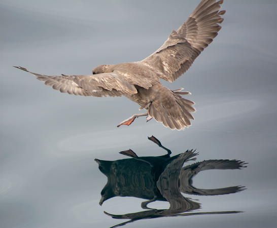 Northern Fulmar - Fulmarus glacialis