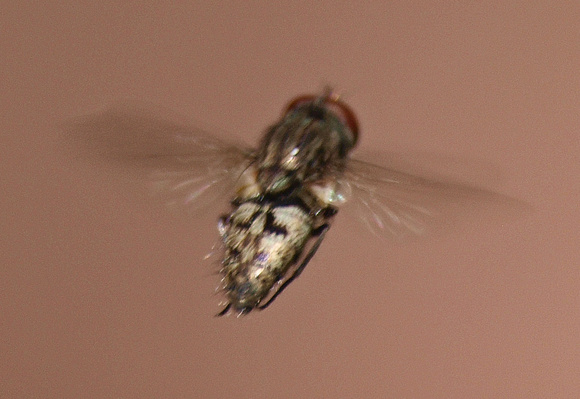 Root-maggot fly - Unidentified sp.
