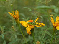 Fork-tailed bush katydid - Scudderia furcata