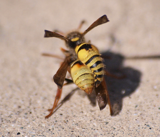 Mason wasp - Ancistrocerus lineativentris